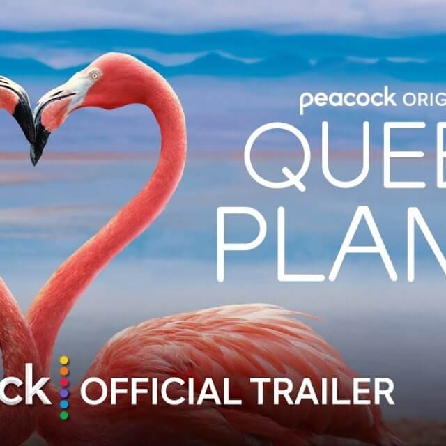 Queer Planet, il trailer del doc sugli animali LGBTI+ scatena i conservatori d'America (VIDEO) - Queer Planet Official Trailer - Gay.it Blog